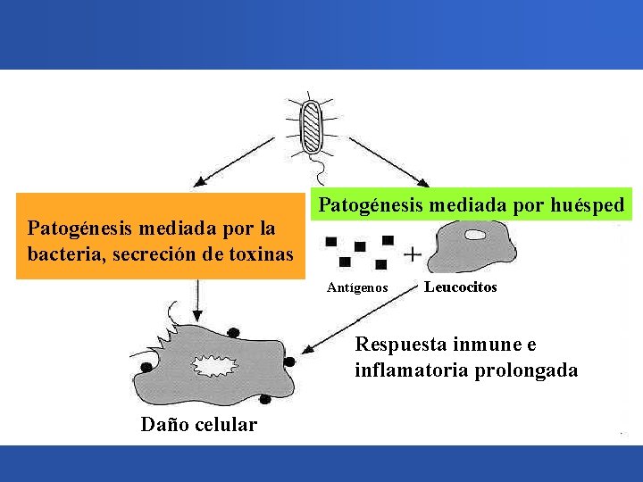 Patogénesis mediada por la bacteria, secreción de toxinas Patogénesis mediada por huésped Antígenos Leucocitos