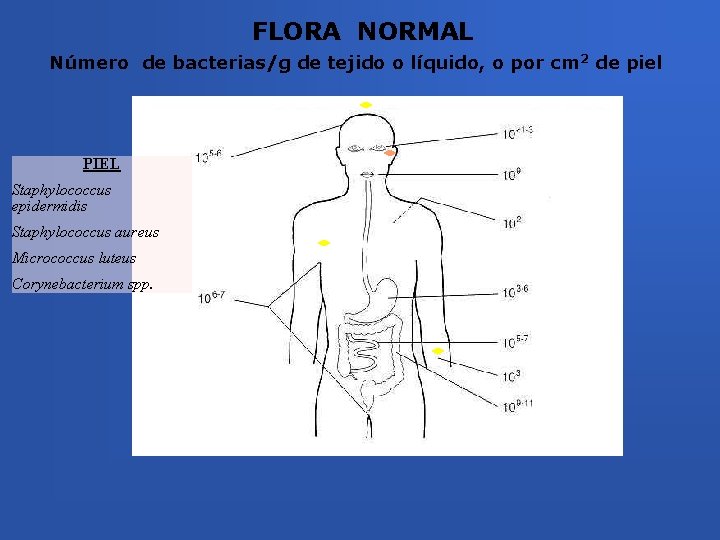 FLORA NORMAL Número de bacterias/g de tejido o líquido, o por cm 2 de