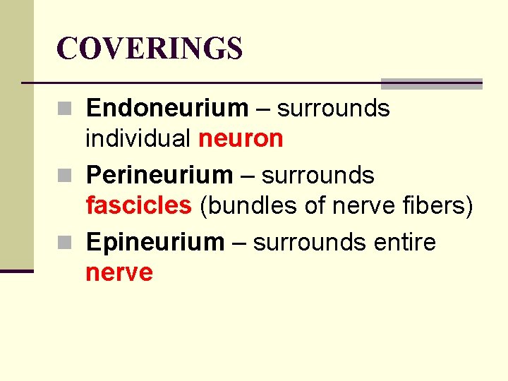 COVERINGS n Endoneurium – surrounds individual neuron n Perineurium – surrounds fascicles (bundles of