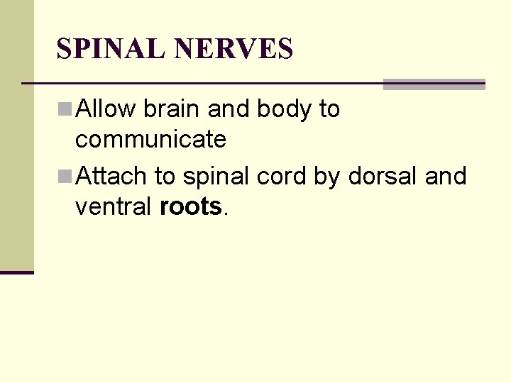SPINAL NERVES n Allow brain and body to communicate n Attach to spinal cord