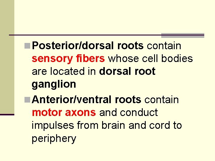 n Posterior/dorsal roots contain sensory fibers whose cell bodies are located in dorsal root