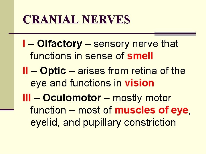 CRANIAL NERVES I – Olfactory – sensory nerve that functions in sense of smell