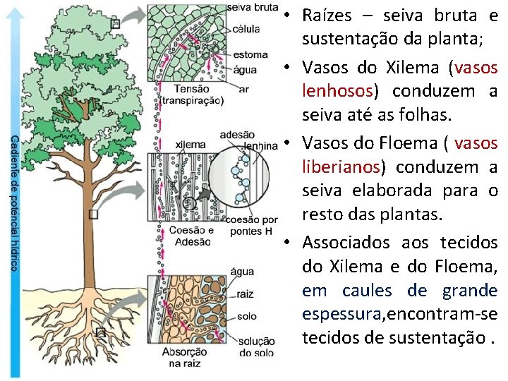  • Raízes – seiva bruta e sustentação da planta; • Vasos do Xilema