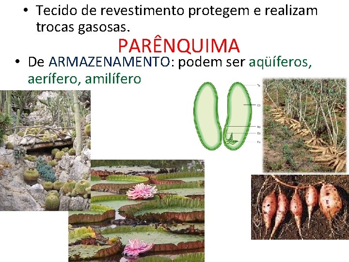  • Tecido de revestimento protegem e realizam trocas gasosas. PARÊNQUIMA • De ARMAZENAMENTO: