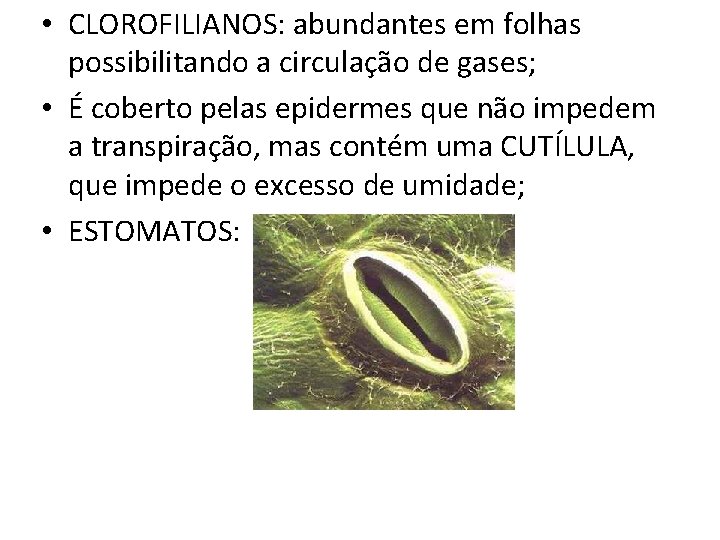  • CLOROFILIANOS: abundantes em folhas possibilitando a circulação de gases; • É coberto