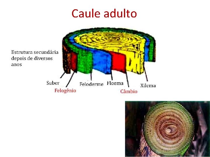 Caule adulto 