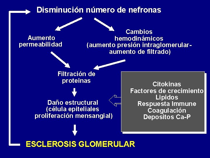 Disminución número de nefronas Aumento permeabilidad Cambios hemodinámicos (aumento presión intraglomerularaumento de filtrado) Filtración Disminución número de nefronas Aumento permeabilidad Cambios hemodinámicos (aumento presión intraglomerularaumento de filtrado) Filtración