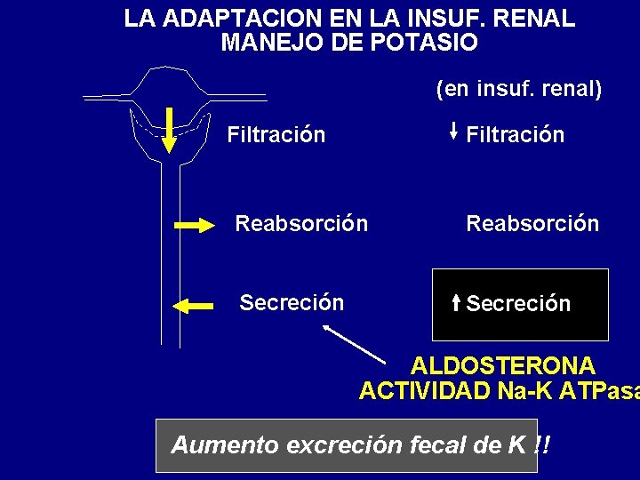 LA ADAPTACION EN LA INSUF. RENAL MANEJO DE POTASIO (en insuf. renal) Filtración Reabsorción LA ADAPTACION EN LA INSUF. RENAL MANEJO DE POTASIO (en insuf. renal) Filtración Reabsorción