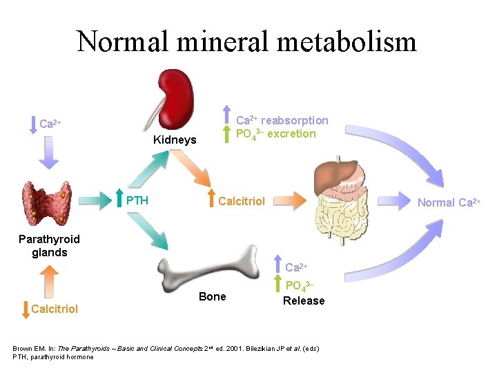 Normal mineral metabolism Ca 2+ reabsorption PO 43– excretion Ca 2+ Kidneys PTH Calcitriol Normal mineral metabolism Ca 2+ reabsorption PO 43– excretion Ca 2+ Kidneys PTH Calcitriol
