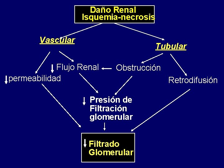 Daño Renal Isquemia-necrosis Vascular Tubular Flujo Renal permeabilidad Obstrucción Presión de Filtración glomerular Filtrado Daño Renal Isquemia-necrosis Vascular Tubular Flujo Renal permeabilidad Obstrucción Presión de Filtración glomerular Filtrado