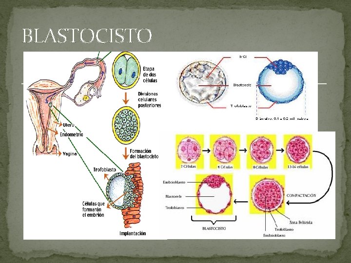 BLASTOCISTO 