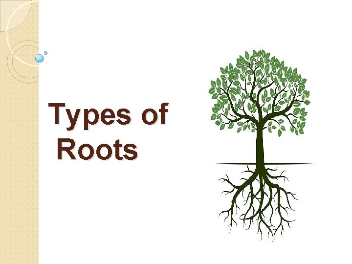Types of Roots 
