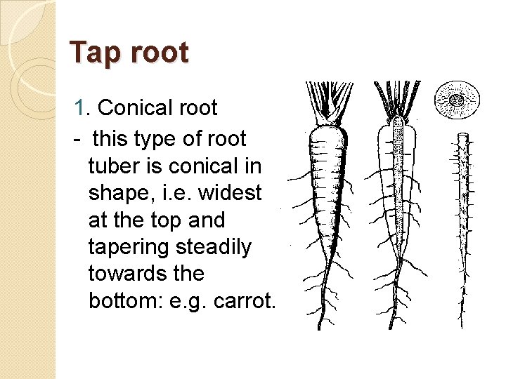 Tap root 1. Conical root - this type of root tuber is conical in