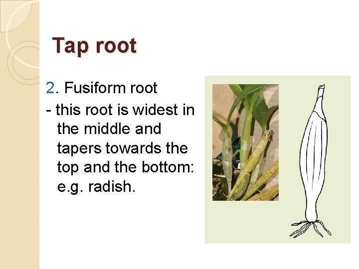 Tap root 2. Fusiform root - this root is widest in the middle and