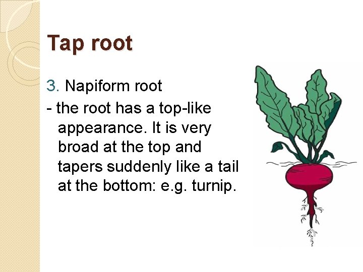 Tap root 3. Napiform root - the root has a top-like appearance. It is