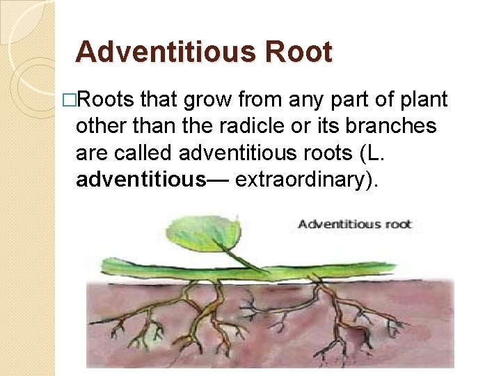 Adventitious Root �Roots that grow from any part of plant other than the radicle