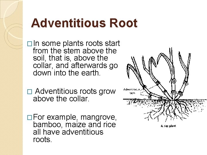Adventitious Root �In some plants roots start from the stem above the soil, that
