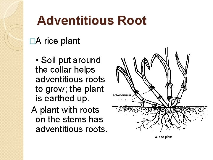 Adventitious Root �A rice plant • Soil put around the collar helps adventitious roots