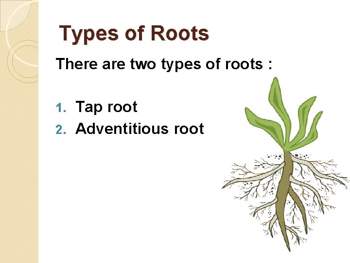 Types of Roots There are two types of roots : Tap root 2. Adventitious