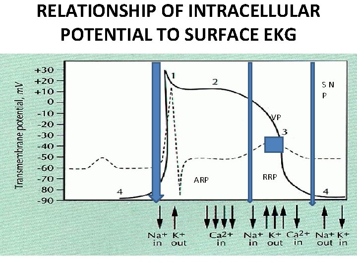 RELATIONSHIP OF INTRACELLULAR POTENTIAL TO SURFACE EKG SN P VP ARP RRP 