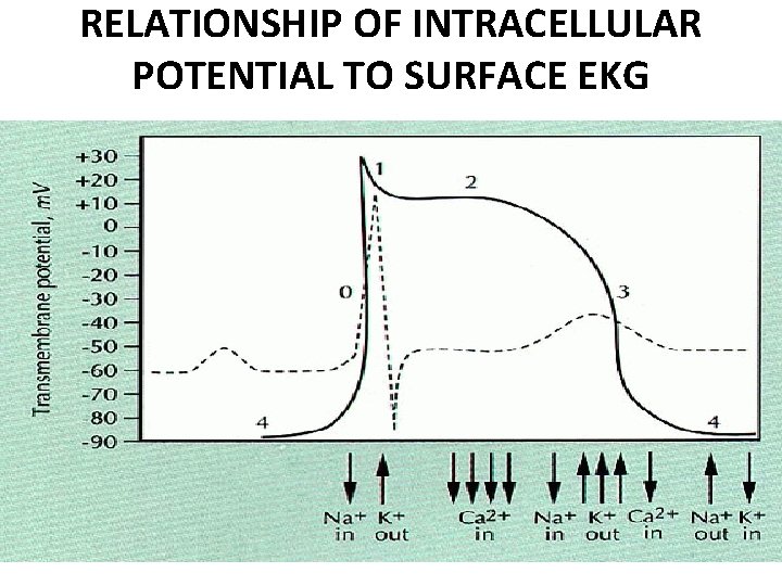 RELATIONSHIP OF INTRACELLULAR POTENTIAL TO SURFACE EKG 