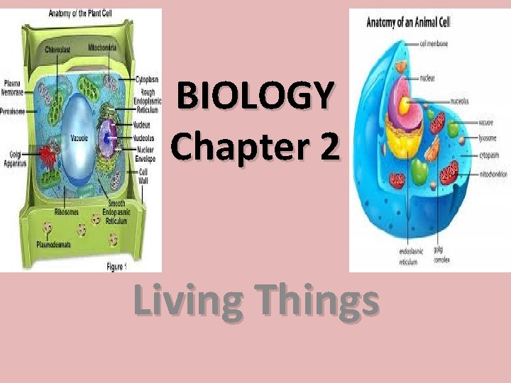 BIOLOGY Chapter 2 Living Things 