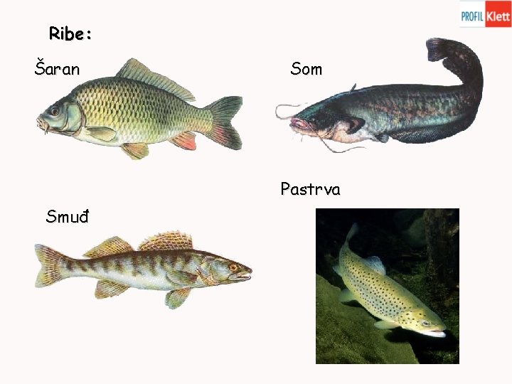 Ribe: Šaran Som Pastrva Smuđ 