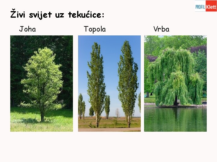 Živi svijet uz tekućice: Joha Topola Vrba 