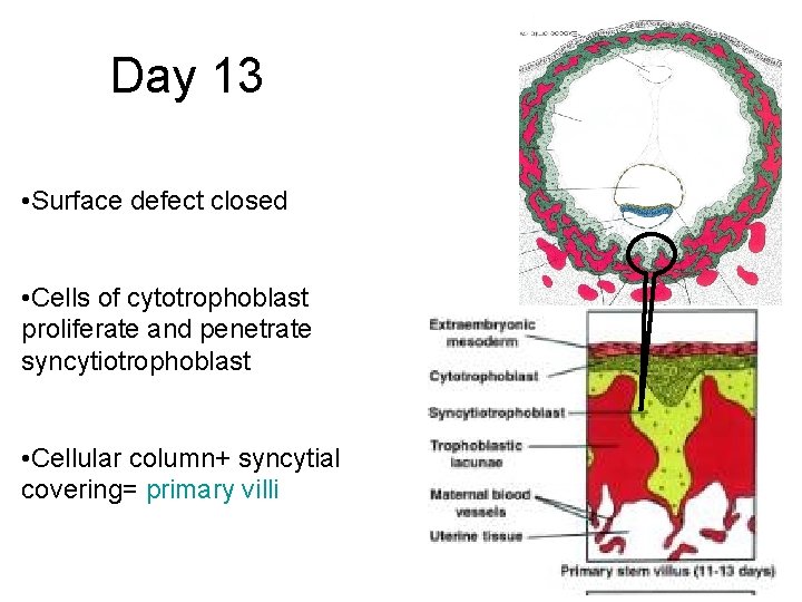 Day 13 • Surface defect closed • Cells of cytotrophoblast proliferate and penetrate syncytiotrophoblast