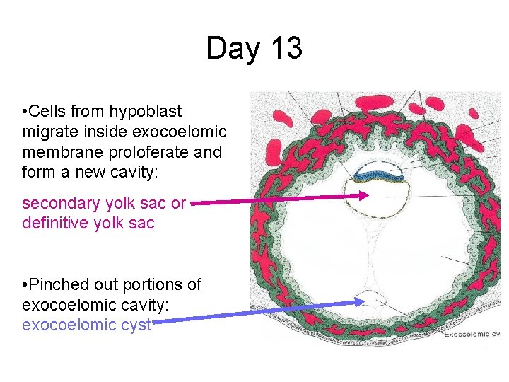 Day 13 • Cells from hypoblast migrate inside exocoelomic membrane proloferate and form a