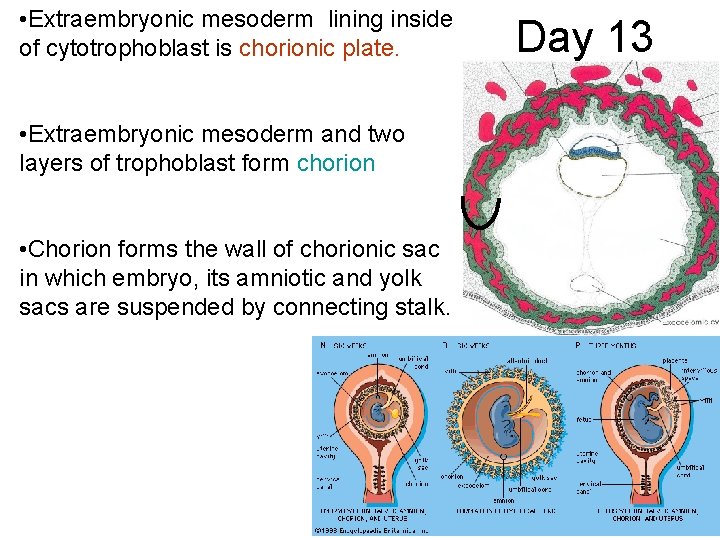  • Extraembryonic mesoderm lining inside of cytotrophoblast is chorionic plate. • Extraembryonic mesoderm
