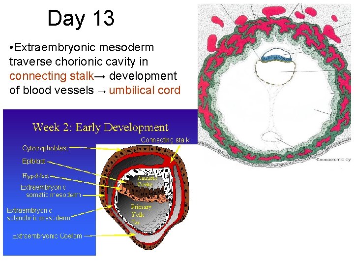 Day 13 • Extraembryonic mesoderm traverse chorionic cavity in connecting stalk→ development of blood