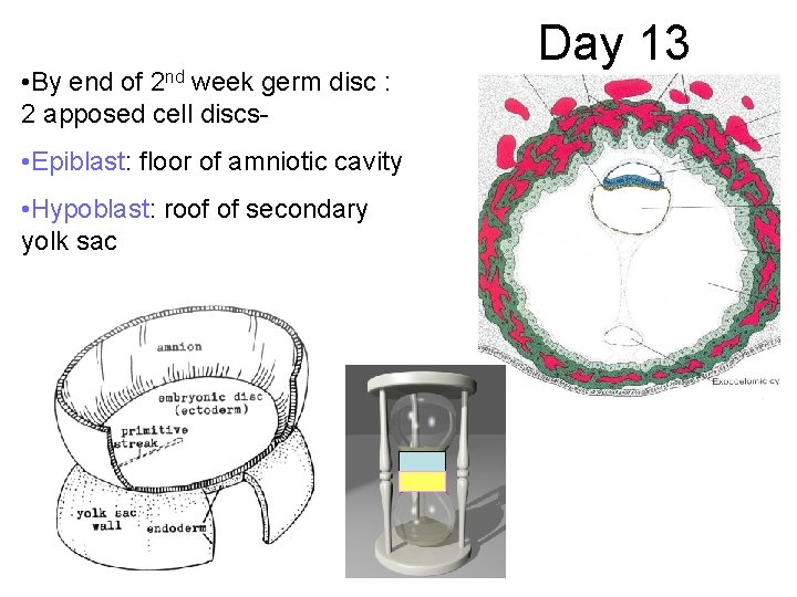  • By end of 2 nd week germ disc : 2 apposed cell