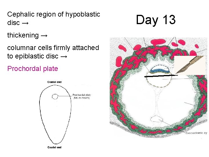 Cephalic region of hypoblastic disc → thickening → columnar cells firmly attached to epiblastic