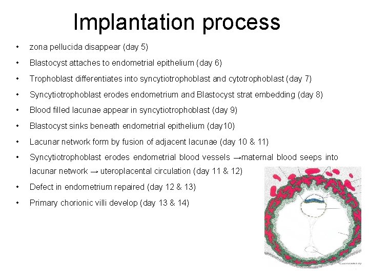 Implantation process • zona pellucida disappear (day 5) • Blastocyst attaches to endometrial epithelium