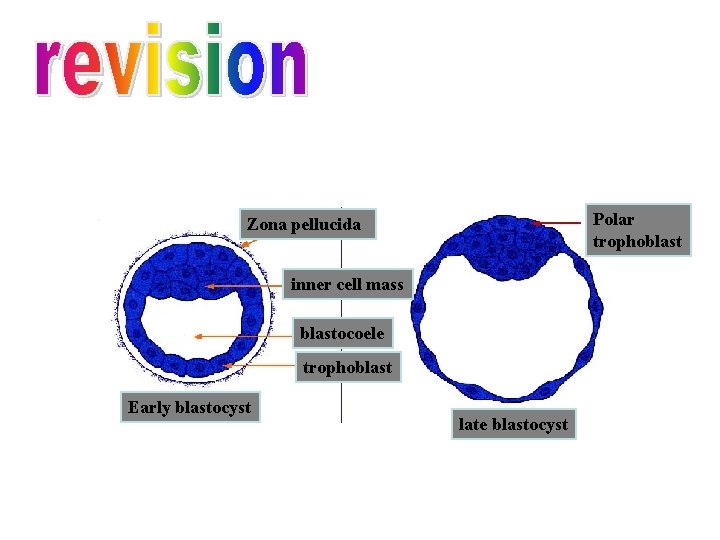 Polar trophoblast Zona pellucida inner cell mass blastocoele trophoblast Early blastocyst late blastocyst 