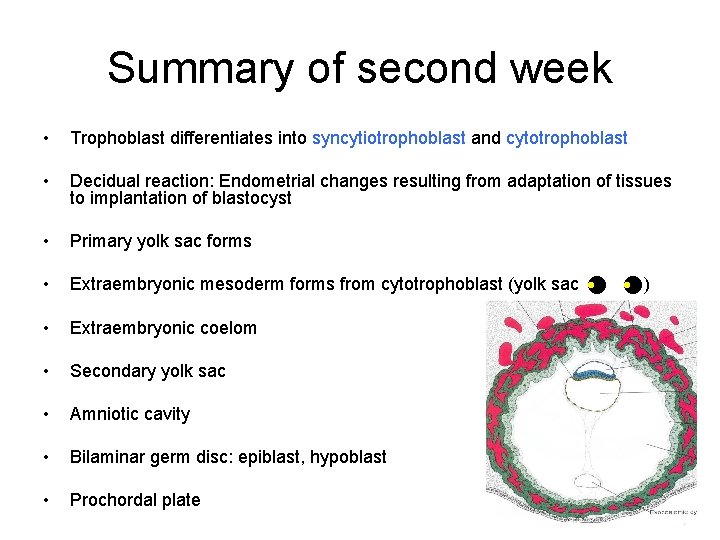 Summary of second week • Trophoblast differentiates into syncytiotrophoblast and cytotrophoblast • Decidual reaction: