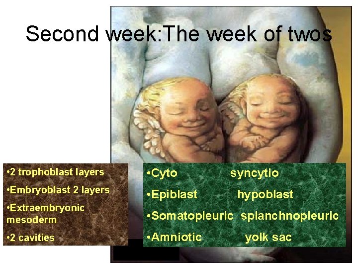 Second week: The week of twos • 2 trophoblast layers • Cyto • Embryoblast