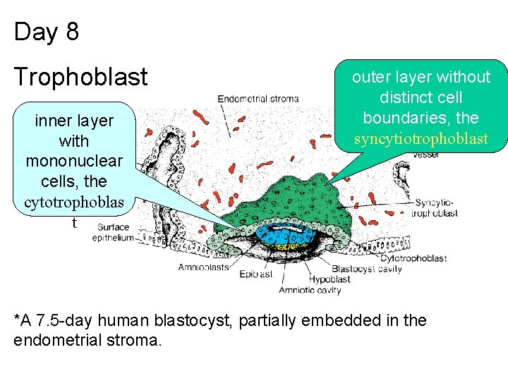 Day 8 Trophoblast inner layer with mononuclear cells, the cytotrophoblas t outer layer without