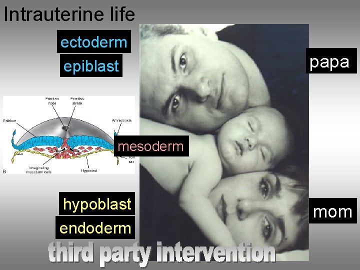 Intrauterine life ectoderm epiblast papa mesoderm hypoblast endoderm mom 