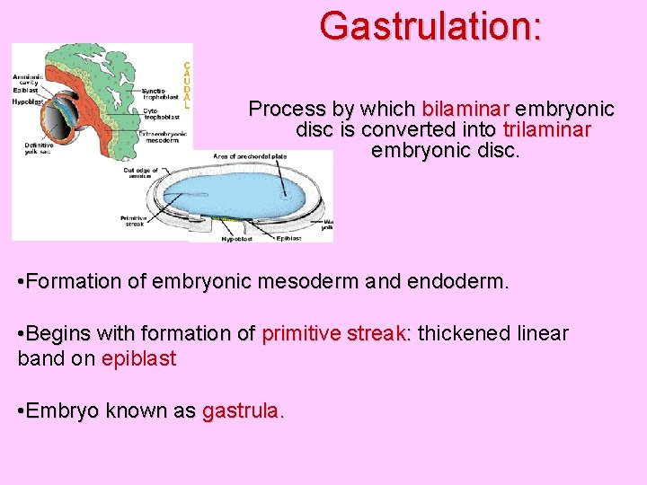 Gastrulation: Process by which bilaminar embryonic disc is converted into trilaminar embryonic disc. •
