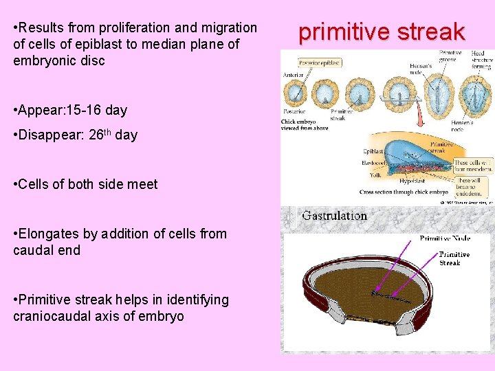  • Results from proliferation and migration of cells of epiblast to median plane