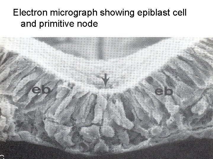 Electron micrograph showing epiblast cell and primitive node 
