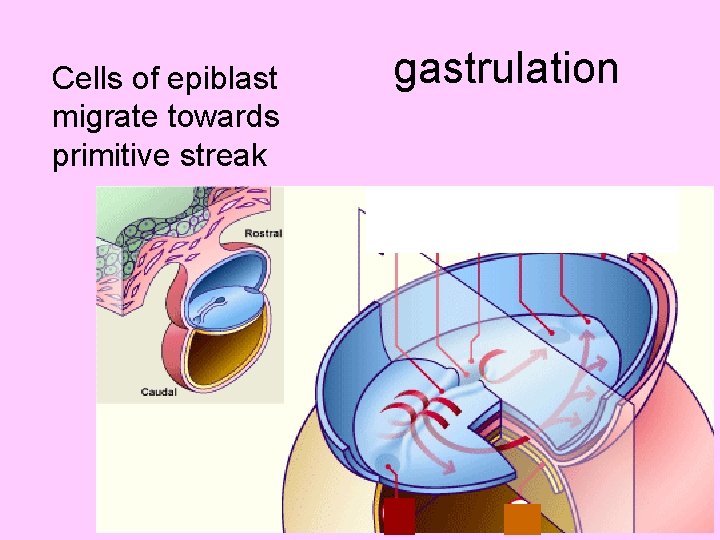  Cells of epiblast migrate towards primitive streak gastrulation 