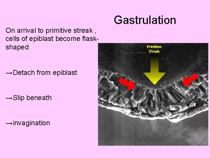 On arrival to primitive streak , cells of epiblast become flask- shaped →Detach from