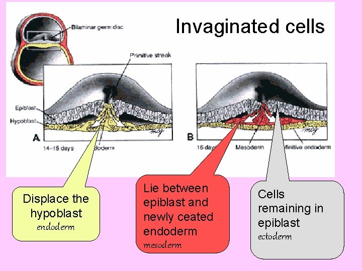 Invaginated cells Displace the hypoblast endoderm Lie between epiblast and newly ceated endoderm mesoderm