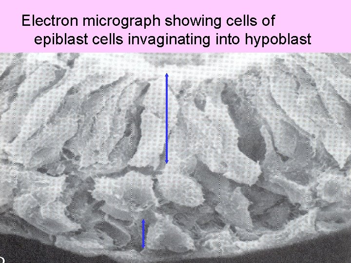 Electron micrograph showing cells of epiblast cells invaginating into hypoblast 