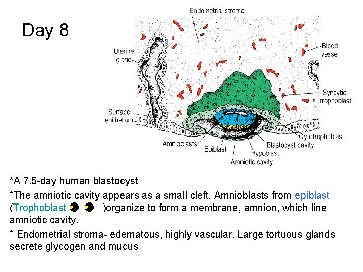 Day 8 *A 7. 5 -day human blastocyst *The amniotic cavity appears as a