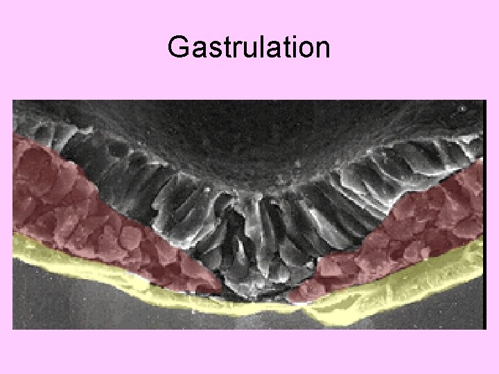 Gastrulation 