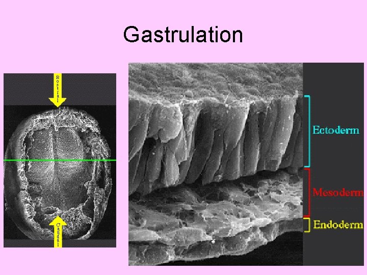Gastrulation 